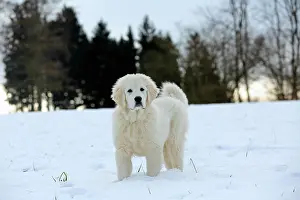Arnsberg: Podhalanski puppy standing in the snow, Arnsberg