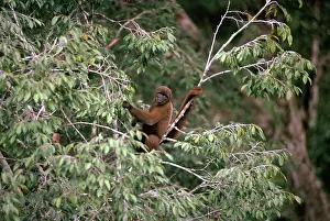 Lagothrix: Poeppig's Woolly Monkey / Brown Woolly Monkey /