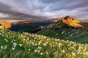 Amaryllidaceae: Poets daffodil (Narcissus poeticus), warm sunlight