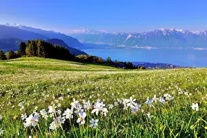 Daffodils: Poet's daffodils (Narcissus poeticus) in a meadow