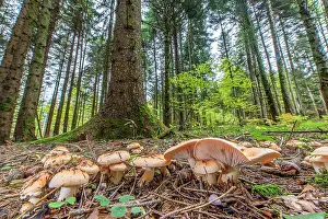 Hymenophore: Poets wax caps (Hygrophorus poetarum). Beautiful