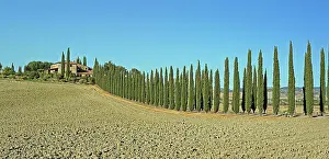 Siena: Poggio Covili estate with cypress (Cupressus) cypress