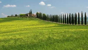 Manor: Poggio Covili estate, flowering rape field and c