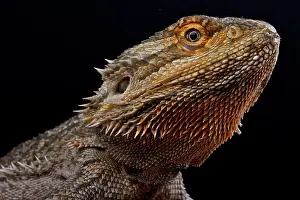 Agama: Pogona vitticeps, Bearded dragon, Australia