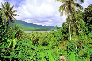 Jean-marc La Roque: Pohnpei Island view through dense vegetation to