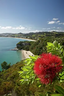 Crimson: Pohutukawa Flower, Lonely Bay and Cooks