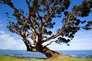 Windswept: Pohutukawa - gnarled and windswept individual of