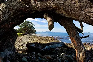 Windswept: Pohutukawa - gnarled and windswept individuals