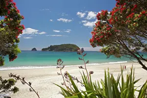Metrosideros: Pohutukawa tree in bloom and Hahei, Coromandel