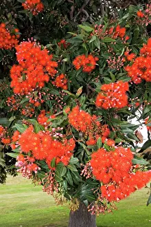 Metrosideros: Pohutukawa tree - with brilliant red flowers
