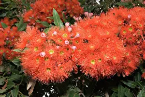 Metrosideros: Pohutukawa tree - with brilliant red flowers