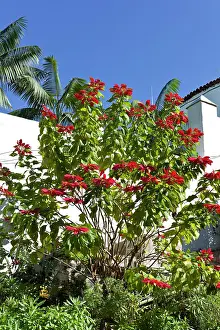 Pulcherrima: Poinsetta