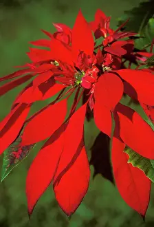 Poinsettia: Poinsettia