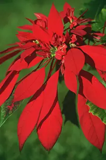 Poinsettia: Poinsettia