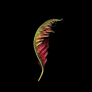Buena: Poinsettia