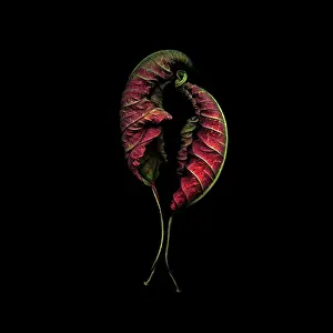 Buena: Poinsettia