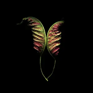 Buena: Poinsettia