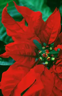 Buena: Poinsettia