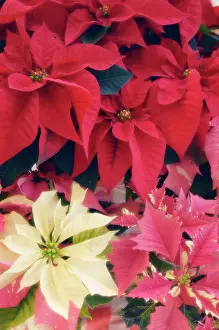 Buena: Poinsettia