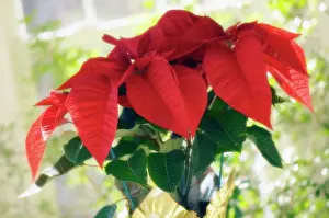 Buena: Poinsettia