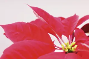 Buena: Poinsettia