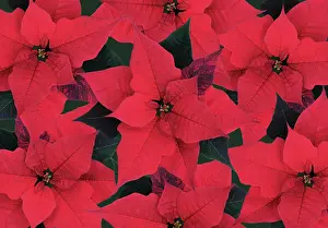 Organized: Poinsettia