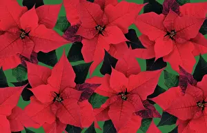 Organized: Poinsettia