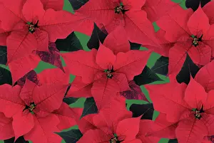 Organized: Poinsettia