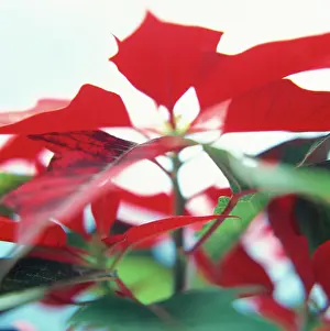 Euphorbia: Poinsettia