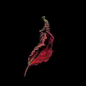 Flame: Poinsettia