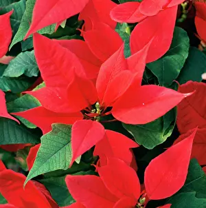 Poinsettia: Poinsettia / Christmas Flower