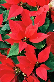 Poinsettia: Poinsettia / Christmas Flower