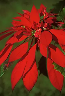 Poinsettia: Poinsettia (Euphorbia pulcherrima)