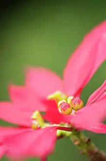 Euphorbia: Poinsettia, Euphorbia pulcherrima, side view showing