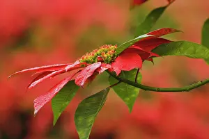 Poinsettia: Poinsettia flower, Abadare Country Club