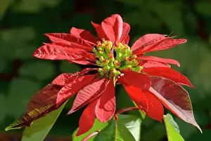 Bracts: Poinsettia flower showing flower head supported
