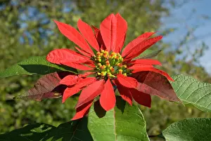 Bracts: Poinsettia flower showing flower head supported