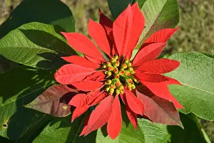 Bracts: Poinsettia flower showing flower head supported
