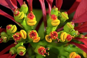 Stigma: Poinsettia flowers closeup