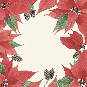 Borders: Poinsettia pattern