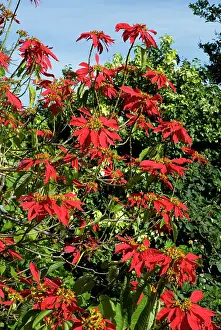 Poinsettia: Poinsettia shrub in flower