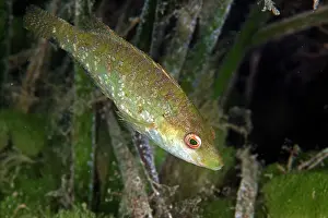 Pointed: Pointed-snout wrasse
