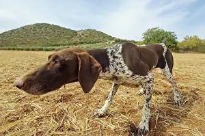 Dappled: Pointer, Archidona, M&, x1b21;ga province, Andalusia