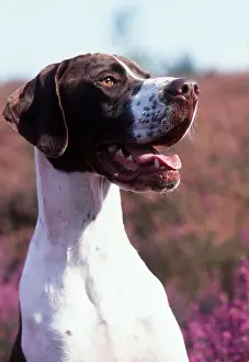 Pointers: POINTER DOG - Close up of head