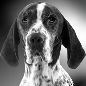 Pointers: Pointer Dog - close-up of face. Black and White