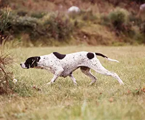 Pointer: POINTER DOG - POINTING