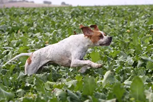 Pointers: Pointer dog running in a field of beets France