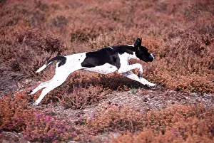 Chasing: POINTER DOG -Tracking in heather