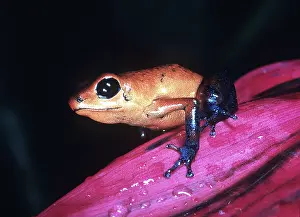 Arrow: Poison Arrow / Dart Frog