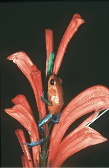 Arrow: POISON ARROW / DART FROG
